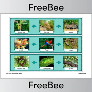 Rainforest Food Chains Display Cards