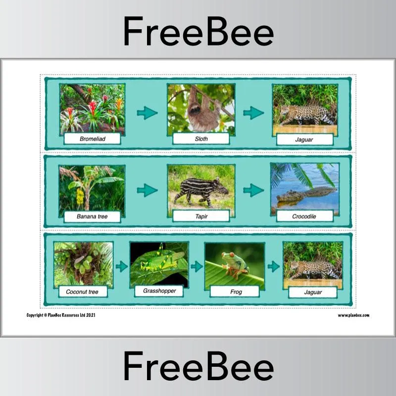 Rainforest Food Chains Display Cards