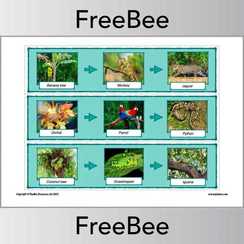 Rainforest Food Chains Display Cards